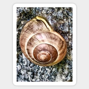 Garden Snail Sticker